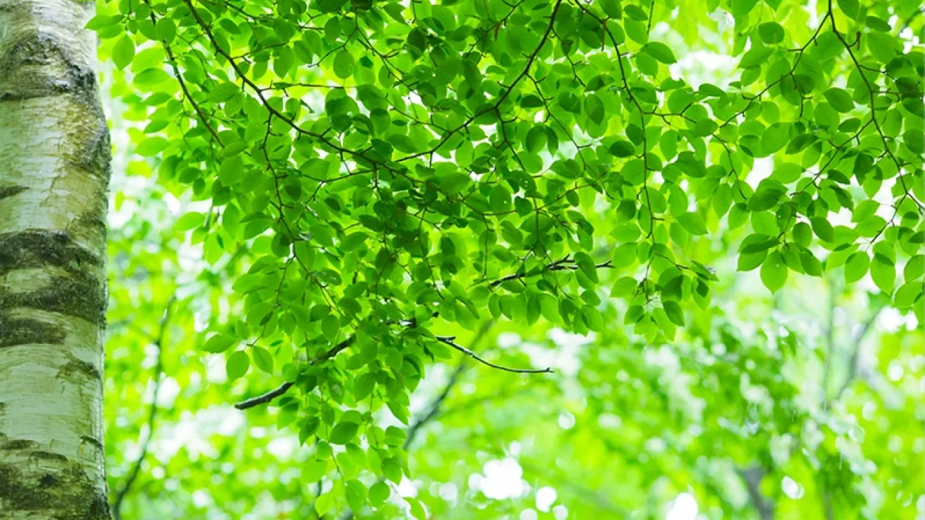 新緑の葉が青空の下で光を浴び、爽やかな緑が広がる森の一部と白樺の幹